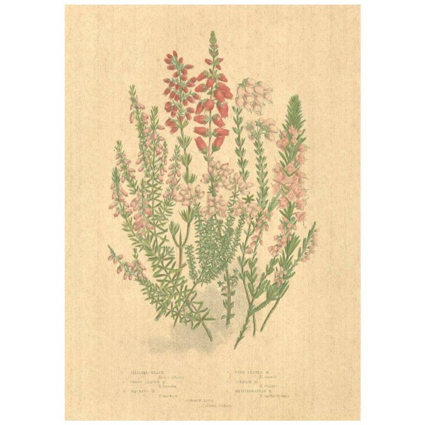 Flax Art Poster | Encyclopedia Wildflower B | FWP-AP-EN1B